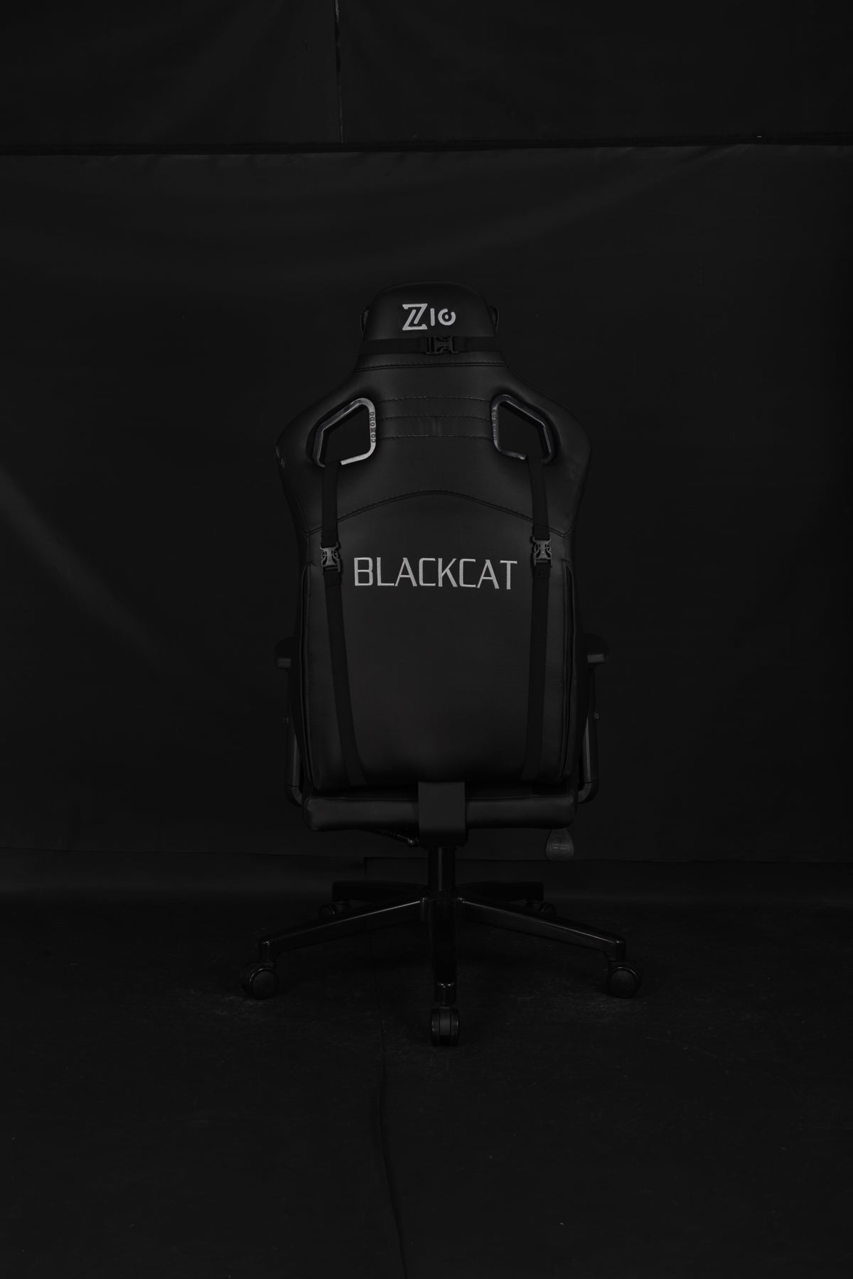 Black cat